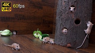 Cat TV mice fun for cats to watch  Adorable mice jerry hole hide amp Seek 8 hour 4k 60fps [upl. by Vrablik]