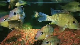 Geophagus steindachneri 七彩牛頭鯛wildfish悠遊魚坊yoyofishroom [upl. by Morgana]