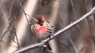 Minnstu fuglar Íslands  Icelands smallest birds [upl. by Lubbock]