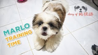 Shih Tzu Puppy Tricks 4 Month Old  Dog Training [upl. by Tutankhamen384]