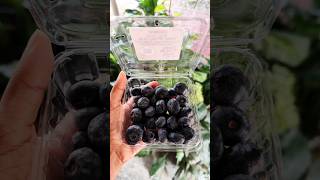 Blueberries 🫐 shorts youtubeshorts viralvideo [upl. by Ariaec809]