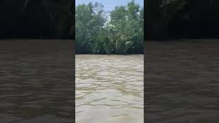 Sundarban nature viralvideo [upl. by Parette]