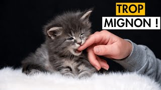 Les Meilleures VIDÉOS de CHATONS MIGNONS Qui JOUENT 😺 TROP CHOU [upl. by Tootsie]