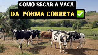 Como secar uma vaca corretamente  PASSO A PASSO [upl. by Urbana]