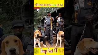 Retured কুকুর দের কোনো মেরে ফেলা হতো  😭 pitbulldog jarmansafeddog indianarmydog [upl. by Desiri]