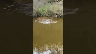 Un cazador se lanza al agua para recuperar un jabalí [upl. by Jempty]