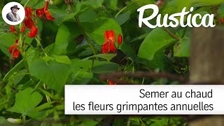 Semer au chaud les fleurs grimpantes annuelles [upl. by Eah]