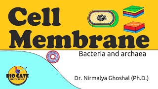 Cell Membrane of Bacteria and Archaea animation plasmamembrane [upl. by Amedeo712]