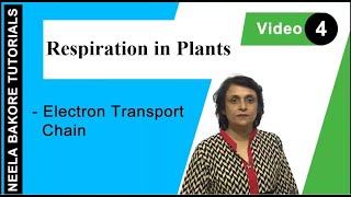 Respiration in Plants  NEET  Electron Transport Chain  Neela Bakore Tutorials [upl. by Gladdy114]