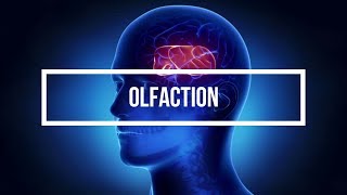 Olfaction [upl. by Dehnel]