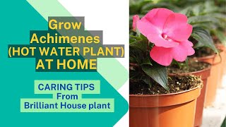 Grow Achimenes Hot water plant at home  Brilliant House Plant [upl. by Cami841]