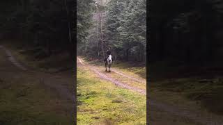 Galloping is when both horse and rider feel free horses equine fyp plslike editor ytshorts [upl. by Feriga]