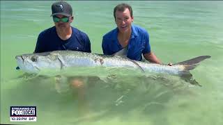 Makn Waves Protecting Tarpon amp Sharks in Tampa Bay quotdelicate dancequot [upl. by Kilgore306]