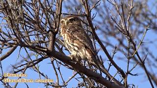 Chuncho o Mochuelo patagón ​Glaucidium nanum [upl. by Sherry]