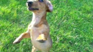 Dachshund Daschund Weiner Dog Cutest Puppy Ever Funny Dachshund Dancing Dachshund [upl. by Atterual745]