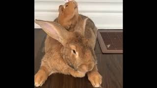 Owner Puts Pets in Adorable Easter Rabbit Headwear in Canada [upl. by Fabiola948]