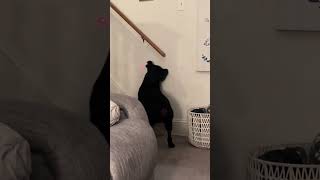 Dog and laser pointer music bgm funny happy interesting dog [upl. by Adidnere664]