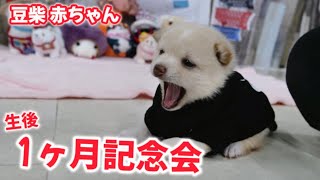 【豆柴犬】ついにあの赤ちゃんたちが記念日を迎えました！ ”子犬と癒し” まめしば亭ブログvlog [upl. by Edwards919]