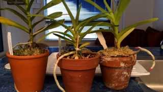 Growing Vanda Type Orchids In Pots Indoors Watering Time and Update [upl. by Bearce]