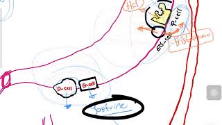 Regulation of gastric secretion part 1 stomach physiology شرح بالعربي [upl. by Atikkin]