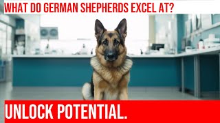 Comparing German Shepherds to Other Working Breeds [upl. by Vtarj688]