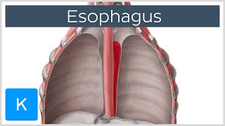 Esophagus Definition Function and Structure  Human Anatomy  Kenhub [upl. by Honna815]