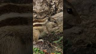 Indian Palm Squirrel nature naturelovers fauna animals rodentssquirrelsquirrelsfeed feeding [upl. by Akinehc]