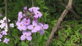 Dames Rocket identification of the Wisconsin Invasive Species Hesperis matronalis [upl. by Elberta]