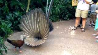 Great Argus Pheasant Mating Dance argusianus argus [upl. by Alvira]