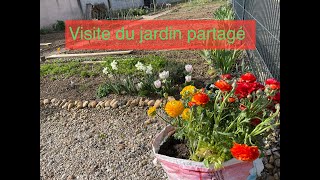 193 Visite du jardin partagé recette crozets aux poireaux et champignons [upl. by Ralph]