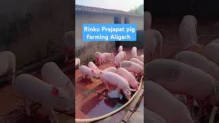 Pig Farming Rinku Prajapat howtostartpigfarming shorts [upl. by Crow]