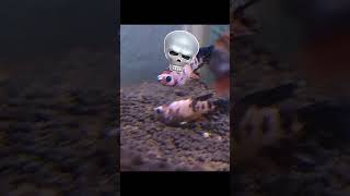 Kitler Vs Fishler☠️☠️ germanmeme kitler fishingmemes shorts [upl. by Nahtad]