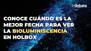 Conoce cuándo es la mejor fecha para ver la bioluminiscencia en Holbox [upl. by Dennison]