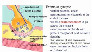 Neuron to Neuron Communication [upl. by Boyt]