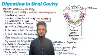 digestion in oral cavity  class 11 [upl. by Persas]