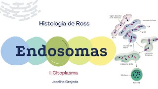 Endosomas  Histología de Ross [upl. by Aerbma]