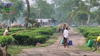 Wild Elephant vs Tea Garden Workers A Close Encounter [upl. by Tisbee]