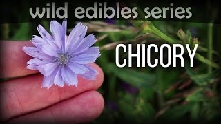 Chicory  Wild Edibles Series [upl. by Yerg]