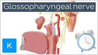 Glossopharyngeal Nerve Overview in 5 minutes  Human Anatomy  Kenhub [upl. by Crisey517]