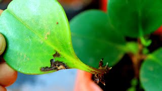 How to grow peperomia plant  Peperomia green propagation [upl. by Barram]