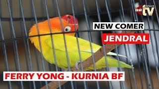 Lovebird JENDRAL Debutan Baru Om Ferry Yong KURNIA BF Mirip dengan MAROCAK gayanya [upl. by Tower]