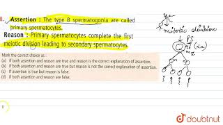 Assertion The type B spermatogonia are called primary spermatocytes [upl. by Llehsyt]