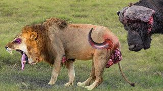 Shocking Moments When Painful Lions Are Attacked And Tortured By Africas Deadliest Preys [upl. by Kutchins]