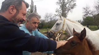 Turbo Safkan Arap İngiliz Atlar ve Yeni Doğmuş Taylar Nasıl Nerede Yetişiyor İzle Rehber [upl. by Wivinah]