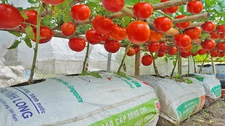 Grow tomatoes for your family with this method you wont have to buy tomatoes anymore [upl. by Nnalyrehc]