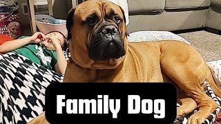 The Bullmastiff  A Great Family Dog [upl. by Gosney]