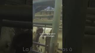 Il infiltre un abattoir  🤯 short animalrescue scandal [upl. by Deehahs]