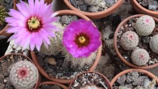 Echinocereus reichenbachii complex [upl. by Annasiul]