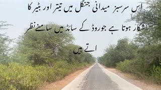 Batar teeter Greeen forest in Panjab تیترکا شکار [upl. by Arriat]