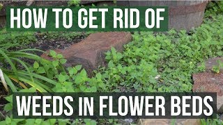 How to Get Rid of Weeds in Flower Beds 4 Easy Steps [upl. by Droffilc]